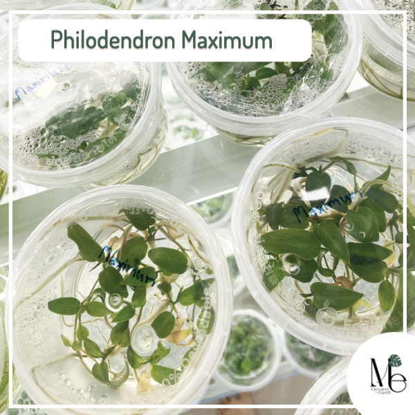 Philodendron Maximum Tissue culture