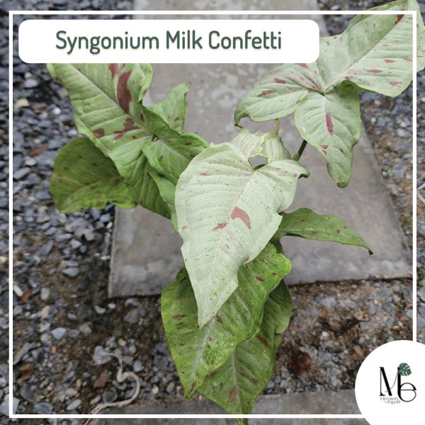 Syngonium Milk Confetti