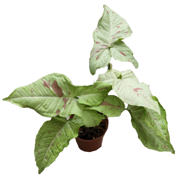 Syngonium Milk Confetti