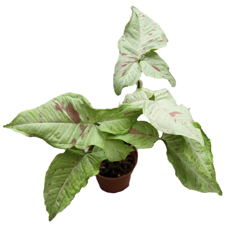 Syngonium Milk Confetti