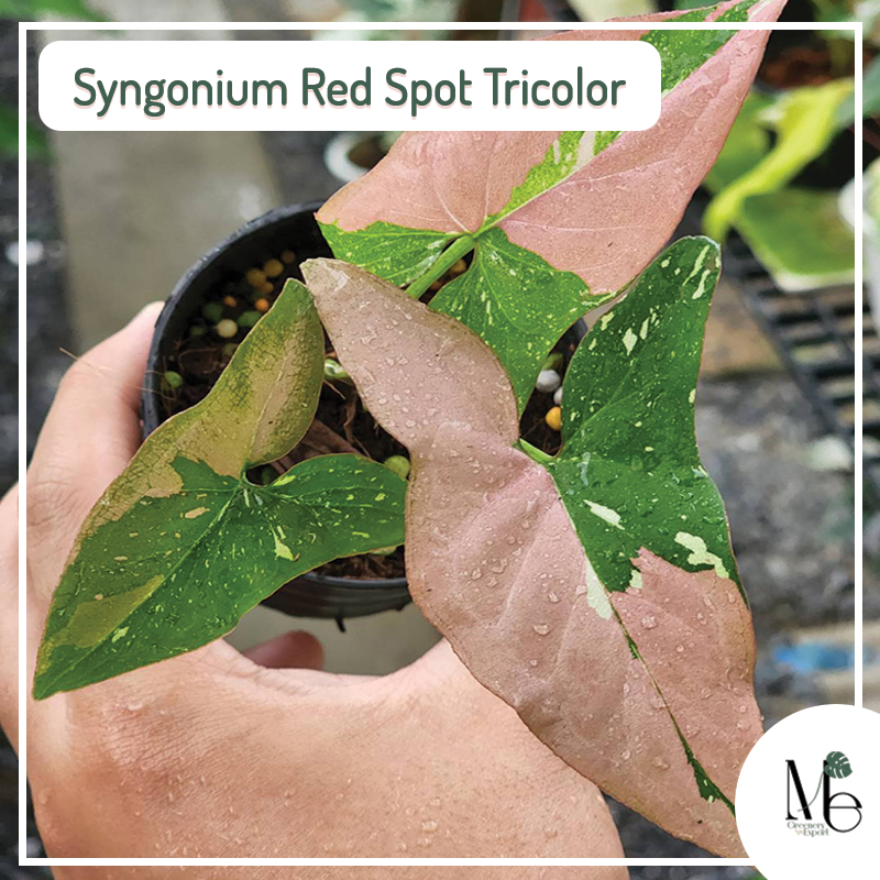 Syngonium Red Spot Tricolor