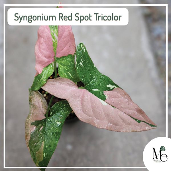 Syngonium Red Spot Tricolor