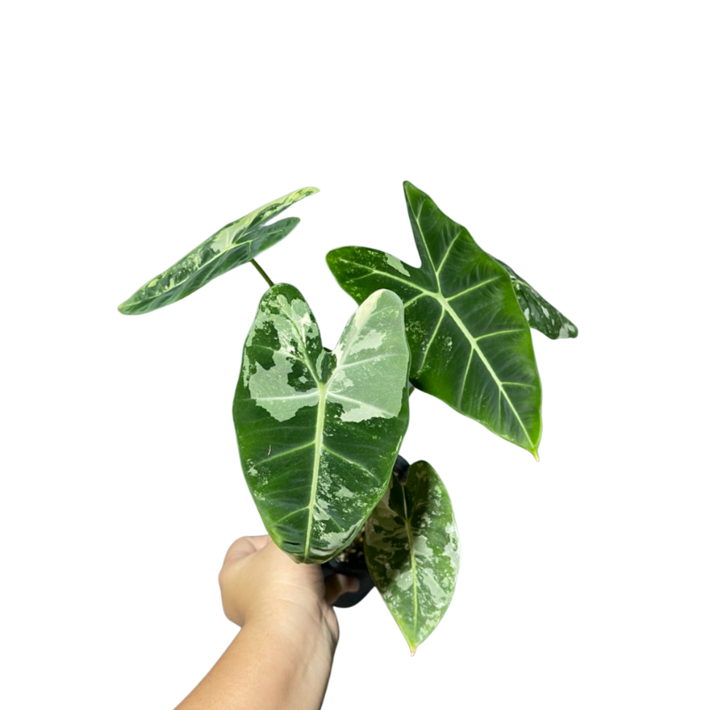 Alocasia Frydek Variegated