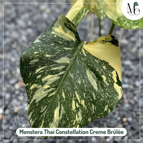 Monstera Thai Constellation Creme Brûlée - M.E. Greenery Export