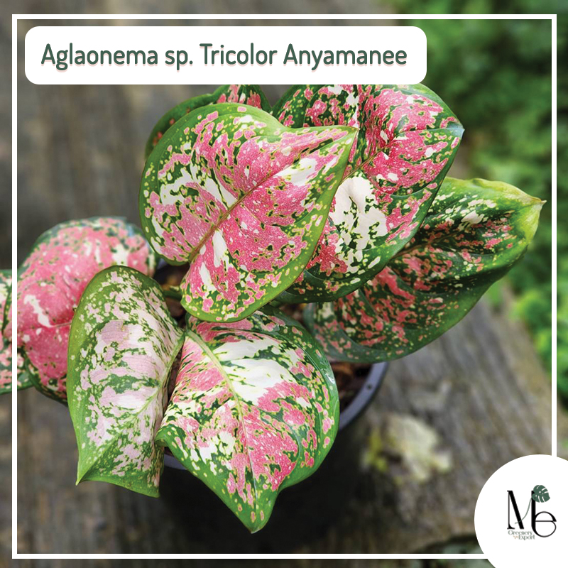Aglaonema sp. Tricolor Anyamanee