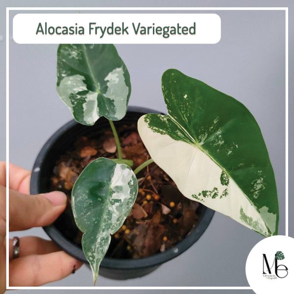 Alocasia Frydek Variegated