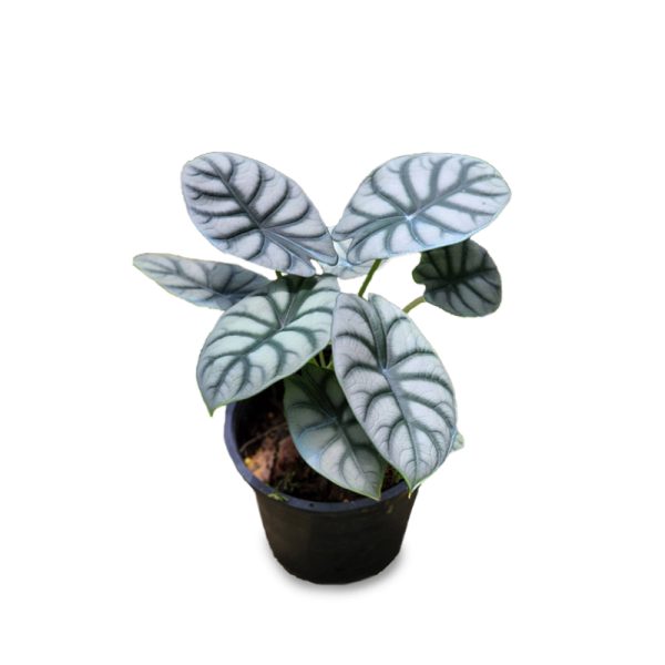 Alocasia Silver Dragon