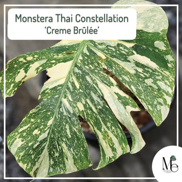 Monstera Creme Brulee