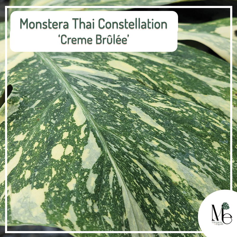 Monstera Creme Brulee