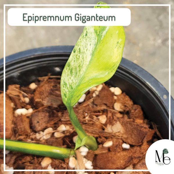 Epipremnum giganteum