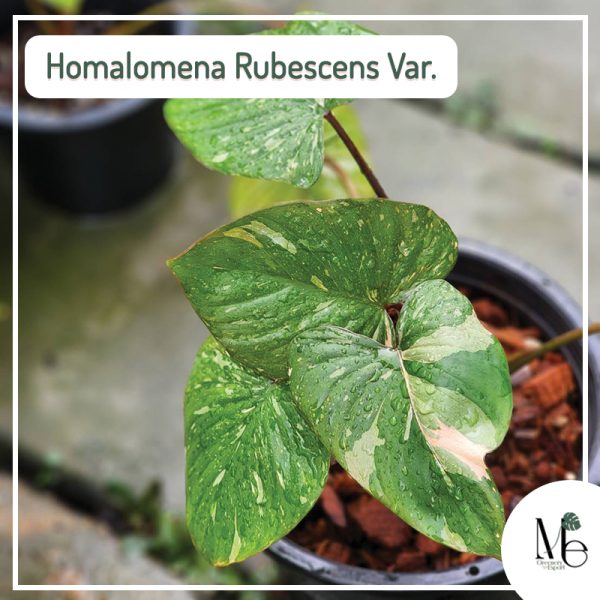 Homalomena Rubescens Variegated