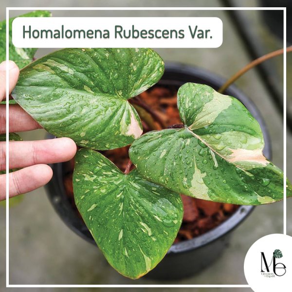 Homalomena Rubescens Variegated