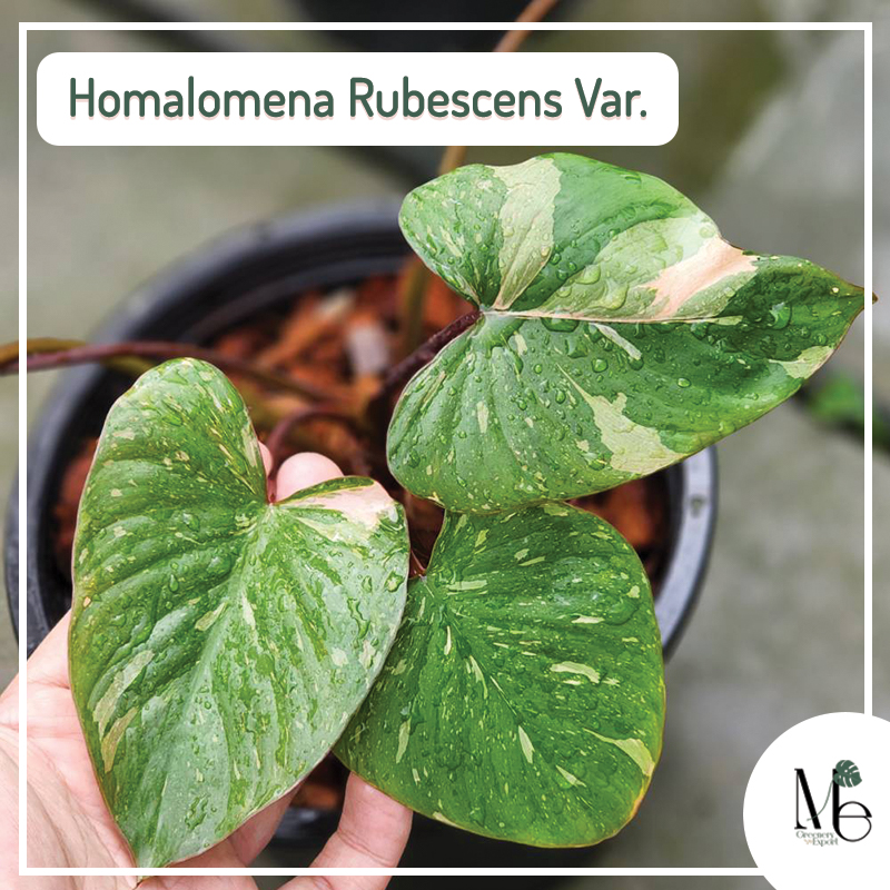 Homalomena Rubescens Variegated