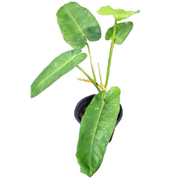 Philodendron Jose Buono 100% Variegated (TC)