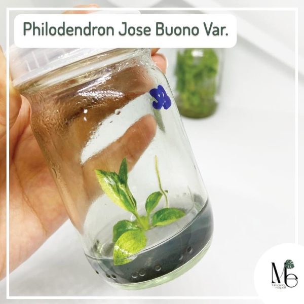 Philodendron Jose Buono tissue culture