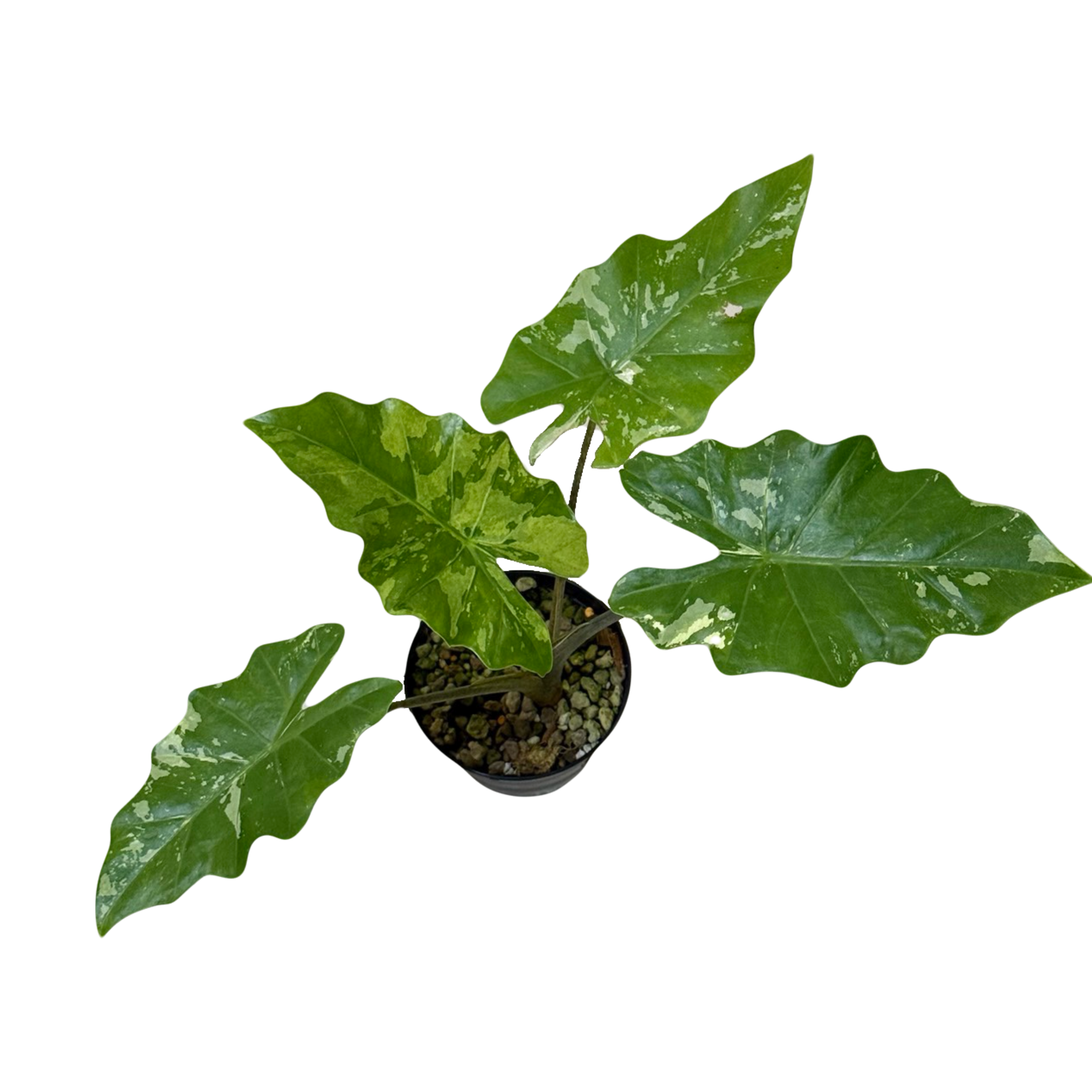 Alocasia Portora Variegated