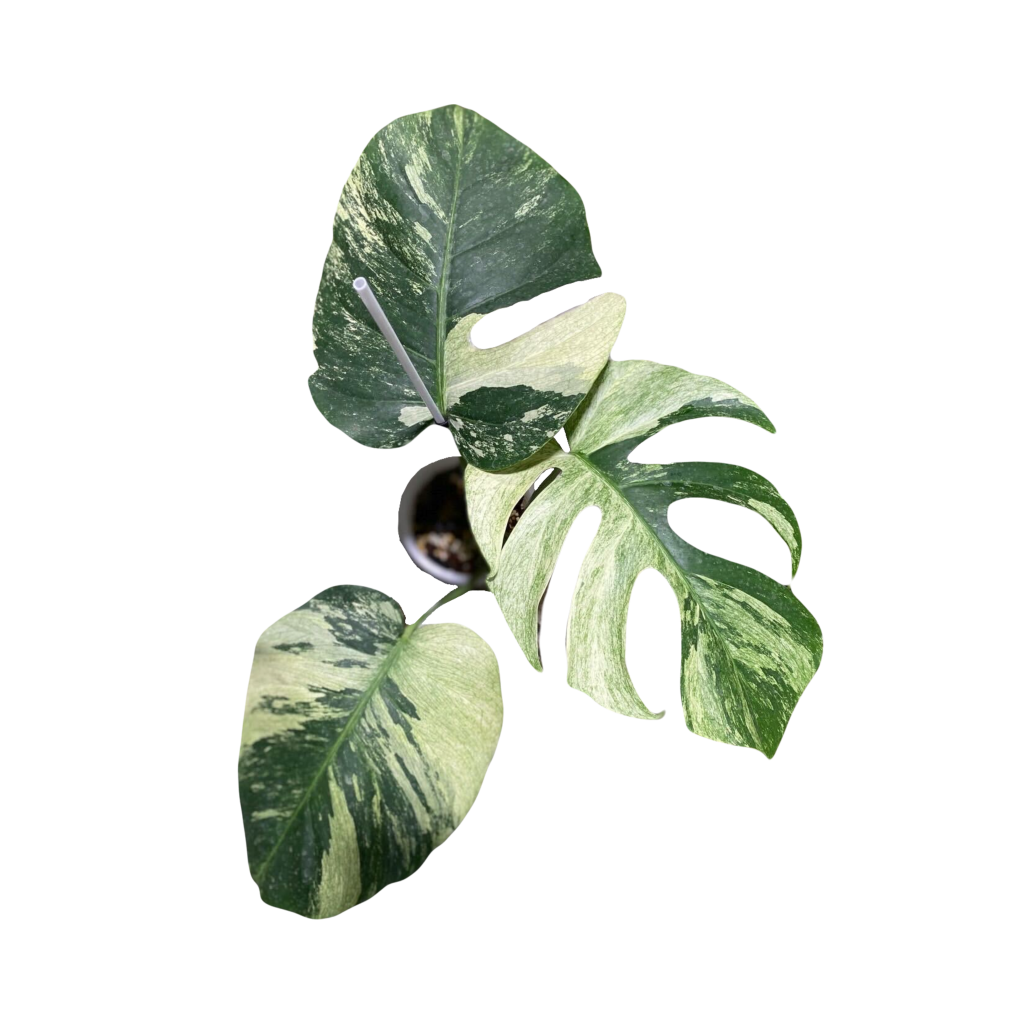 Sm popular Monstera Variegated Mint Adansonii 6