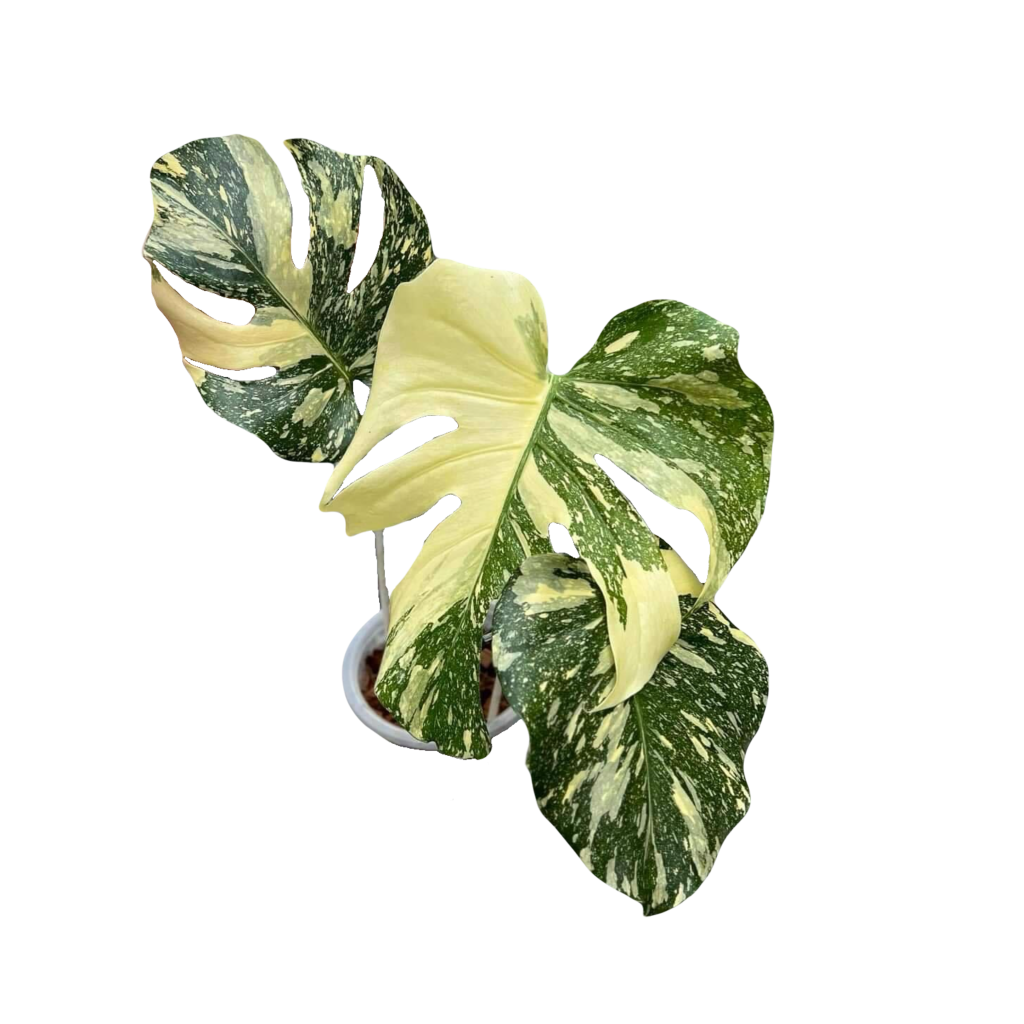 philodendron ring of fire standort Philodendron Ring of Fire Houseplant with Planter - Small (7" to 12" tall) White Planter