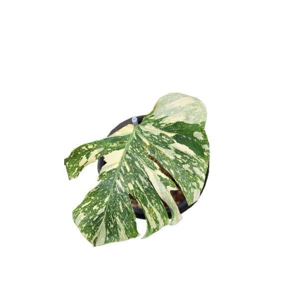 Monstera Thai Constellation Creme Brûlée - M.E. Greenery Export