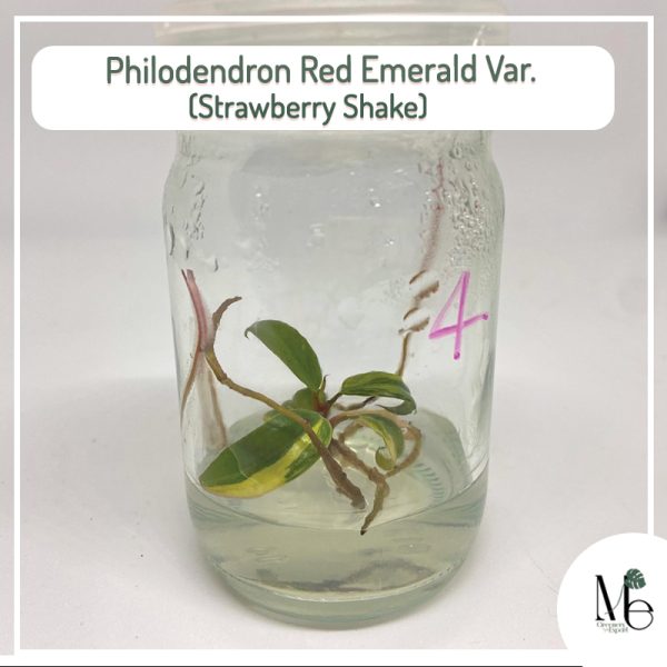 Philodendron Red Emerald (Strawberry Shake) tissue culture
