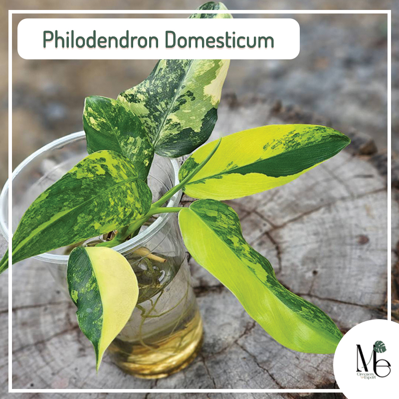 Philodendron Domesticum