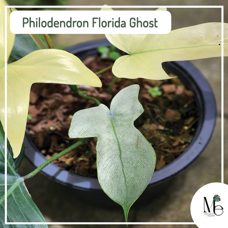 Philodendron Florida Ghost