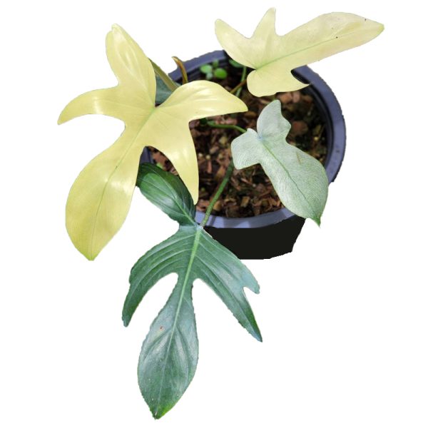 Philodendron Florida Ghost