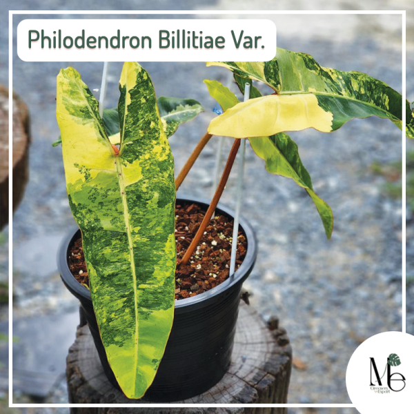 Philodendron Billitiae Var