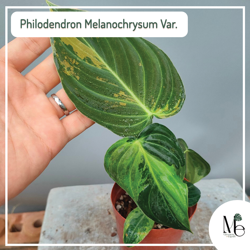 Philodendron Melanochrysum variegated