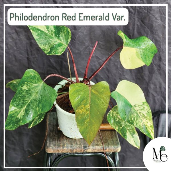 Philodendron Red Emerald Variegated