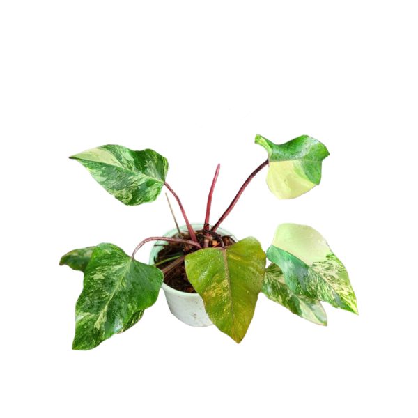 Philodendron Red Emerald (Strawberry Shake) 100% Var. (TC)