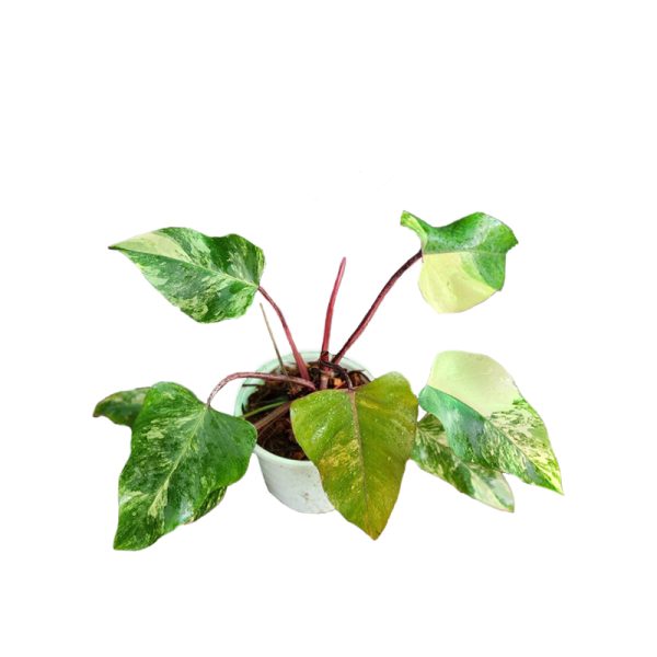 Philodendron Red Emerald Variegated