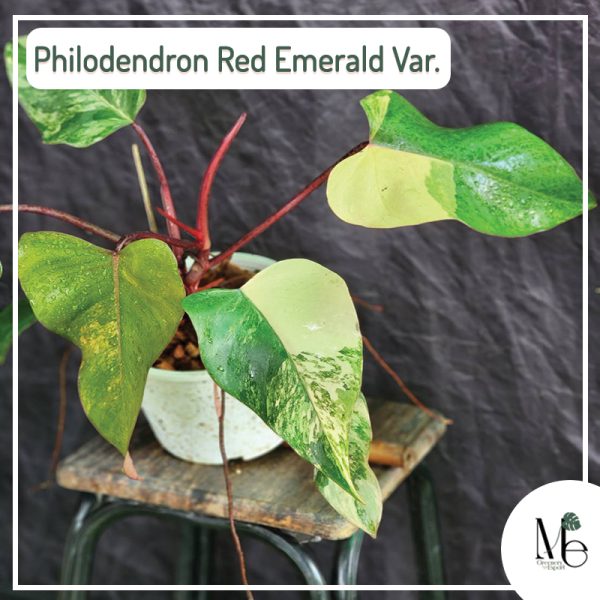 Philodendron Red Emerald Variegated