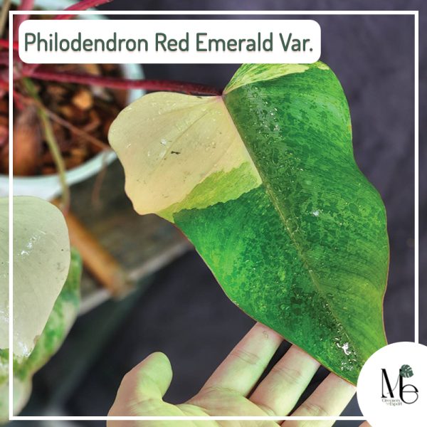 Philodendron Red Emerald Variegated