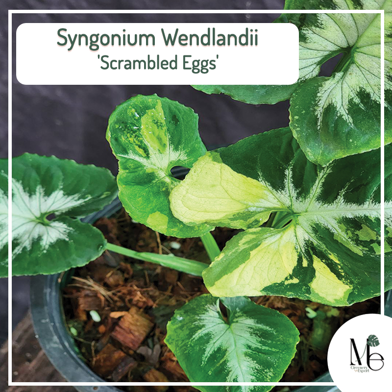 Syngonium wendlandii - Scambled Eggs