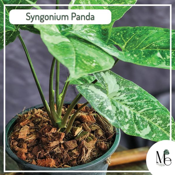 Syngonium Panda