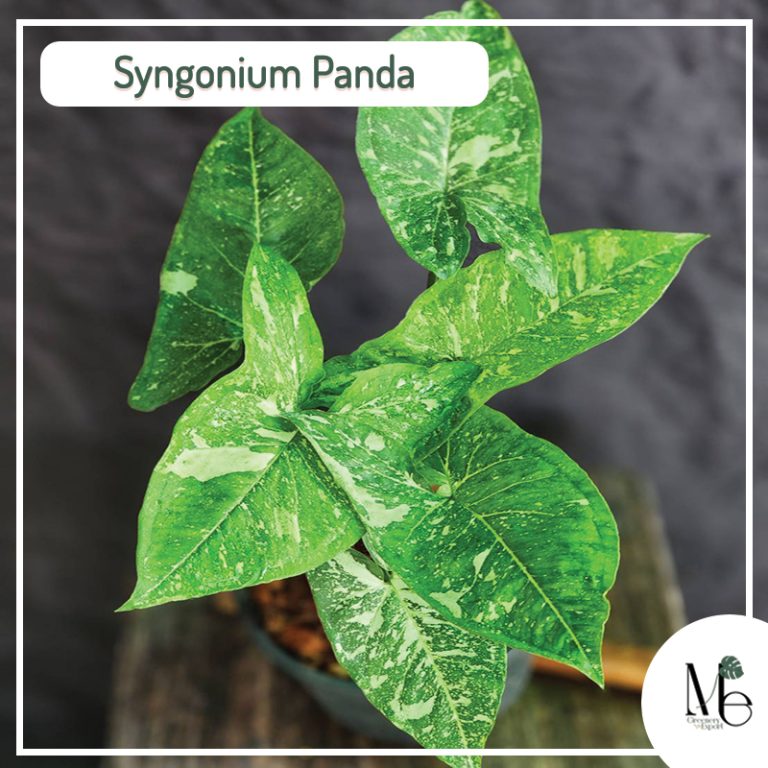 Syngonium Panda - M.E. Greenery Export