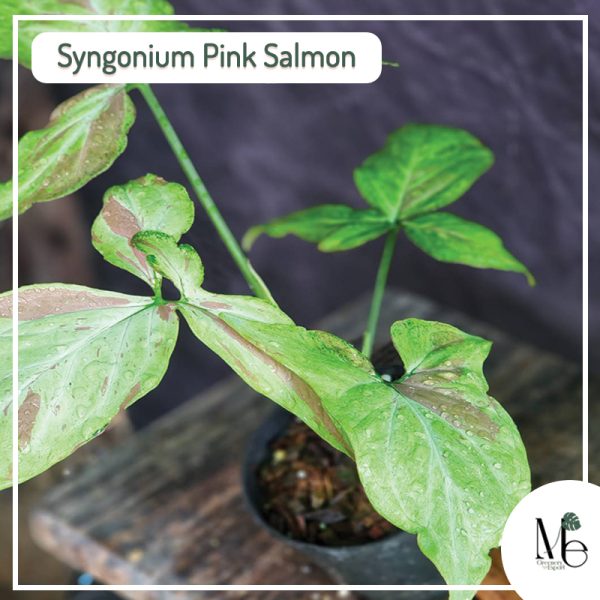 Syngonium Pink Salmon