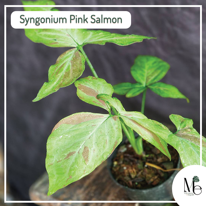 Syngonium Pink Salmon