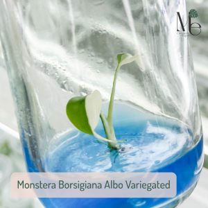 มอนสเตอร่า บอสิเกียน่า อัลโบ้ (Monstera Borsigiana Albo Variegated)