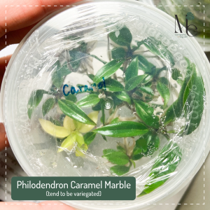 ฟิโลเดนดรอนลุ้นพิณนาคด่าง Philodendron Caramel Marble (tend to be variegated)