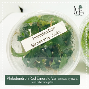 ฟิโลเดนดรอนมรกตแดงลุ้นด่าง Philodendron Red Emerald Var. (Strawberry Shake) (tend to be variegated)