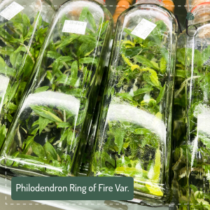 ฟิโลเดนดรอนใบเลื่อยด่างใบเลื้อยด่าง (Philodendron Ring of Fire Var.)