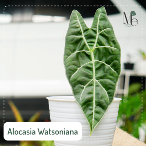 อโลคาเซีย วอทโซเนียน่า (Alocasia Watsoniana)