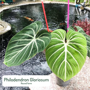 Philodendron Gloriosum Round form