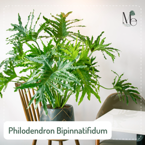 ฟิโลเดนดรอนใบมะละกอ (Philodendron Bipinnatifidum)