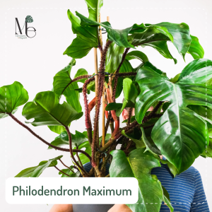 ฟิโลเดนดรอน แม็กซิมั่ม (Philodendron Maximum)