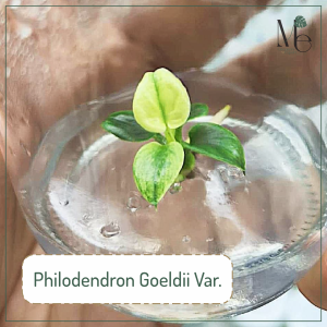 ฟิโลเดนดรอน โกลดิอี้ด่าง (Philodendron Goeldii Var.)