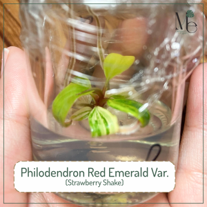 ฟิโลเดนดรอนมรกตแดงด่าง (Philodendron Red Emerald Var.)