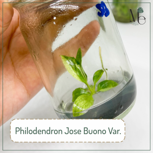 ฟิโลเดนดรอน จอสบลูโน่ด่าง (Philodendron Jose Buono Var.)